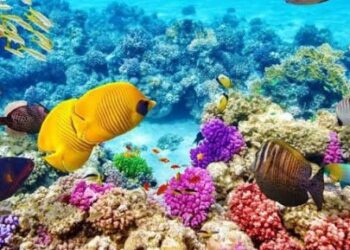 «البحيرة المسحورة».. ماذا تعرف عن محمية رأس محمد؟