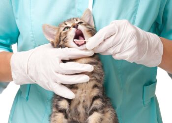 هل تحب الحيوانات؟ أفكار لوظائف متخصصة لك