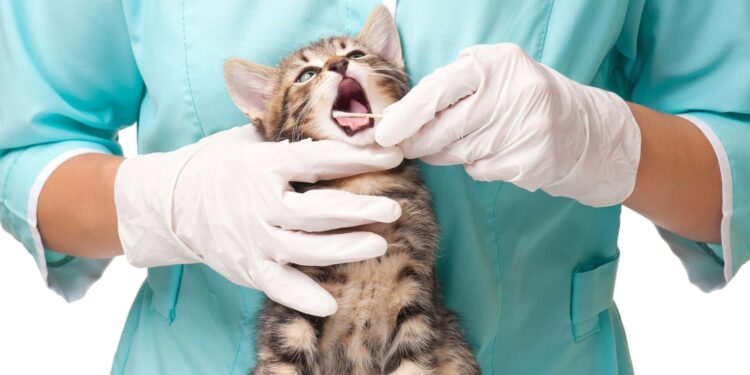 هل تحب الحيوانات؟ أفكار لوظائف متخصصة لك