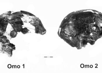 دراسة حديثة تقدر عمر واحدة من أقدم حفريات الإنسان بنحو 36 ألف عام