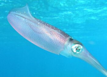 اكتشاف أعمق حبار بالعالم أثناء البحث عن سفينة مفقودة من الحرب العالمية الثانية