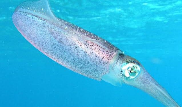 اكتشاف أعمق حبار بالعالم أثناء البحث عن سفينة مفقودة من الحرب العالمية الثانية