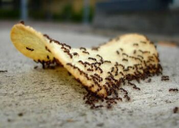 7 طرق بسيطة للتخلص من النمل نهائياً في منزلك .. تعرف عليهم