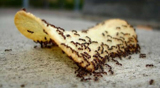 7 طرق بسيطة للتخلص من النمل نهائياً في منزلك .. تعرف عليهم