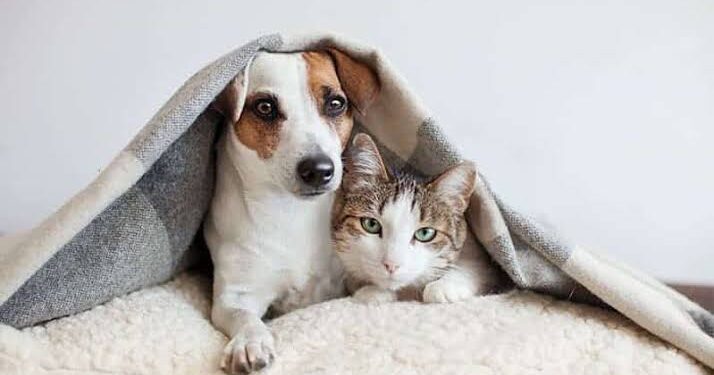 كيف تعتني بالحيوانات الأليفة لديك في الشتاء؟