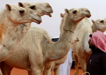 السلطات السعودية تنجح في إنقاذ مجموعة من الإبل علقت في سياج حديدي