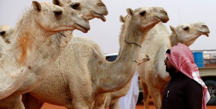 السلطات السعودية تنجح في إنقاذ مجموعة من الإبل علقت في سياج حديدي