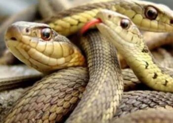 العثور جثة محاطة بعشرات الثعابين في أمريكا