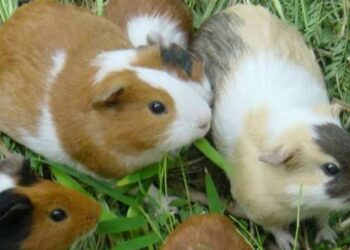 حملة في هونج كونج لحماية حيوانات الهامستر من القتل الرحيم