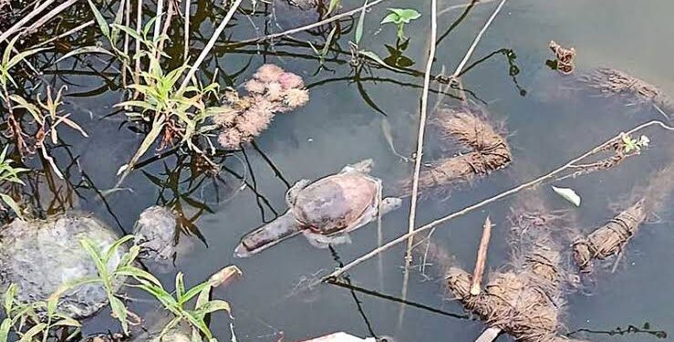 مذبحة السلاحف.. نفوق 57 سلحفاة في الهند في تسمم متعمد