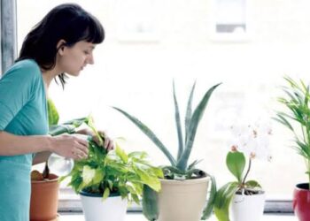 احذر! 5 نباتات منزلية خطِرة تسبب التسمم للإنسان والحيوانات الأليفة