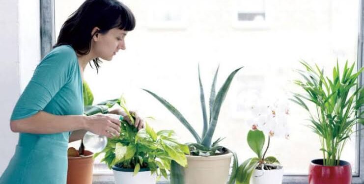 احذر! 5 نباتات منزلية خطِرة تسبب التسمم للإنسان والحيوانات الأليفة