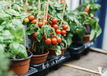 طريقة زراعة الطماطم في المنزل.. وداعًا للتجار