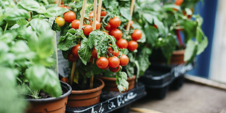 طريقة زراعة الطماطم في المنزل.. وداعًا للتجار