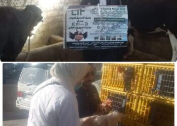 خلال الأسبوع الثاني من يناير.. بيطري البحيرة يعالج ٣٦٠٤٧ رأس ماشية