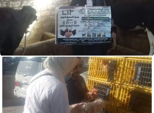 خلال الأسبوع الثاني من يناير.. بيطري البحيرة يعالج ٣٦٠٤٧ رأس ماشية