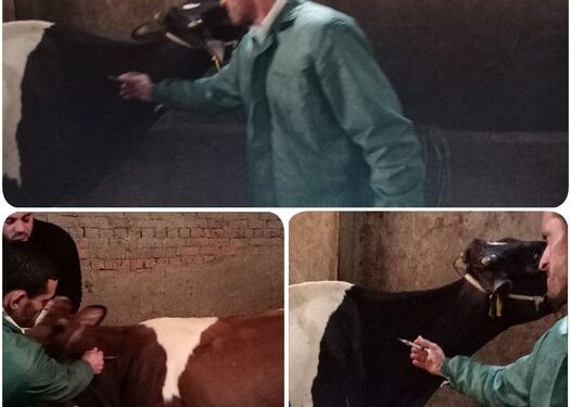 تحصين ١١٨٣٣ رأس ماشية ضد مرضي الجلدي العقدي والجدري بالبحيرة