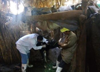 تحصين 23 ألف رأس ماشية ضد مرض التهاب الجلد العقدي والجدري بالمنوفية