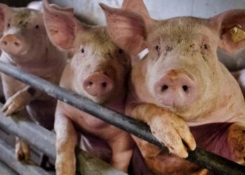 تزامنا مع كورونا.. “حمى الخنازير” تهديد جديد لاقتصاد أوروبا