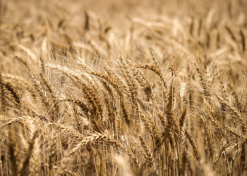 هل تراجعت المساحة المنزرعة من القمح خلال العام الحالي؟.. الحكومة تُجيب