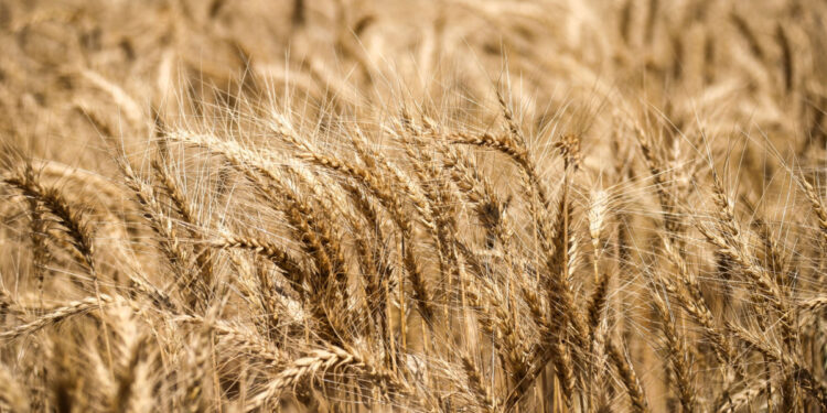 هل تراجعت المساحة المنزرعة من القمح خلال العام الحالي؟.. الحكومة تُجيب