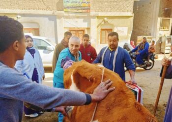 قافلة بيطرية مجانية بقرية بنى زيد الاكراد بأسيوط ضمن حياة كريمة