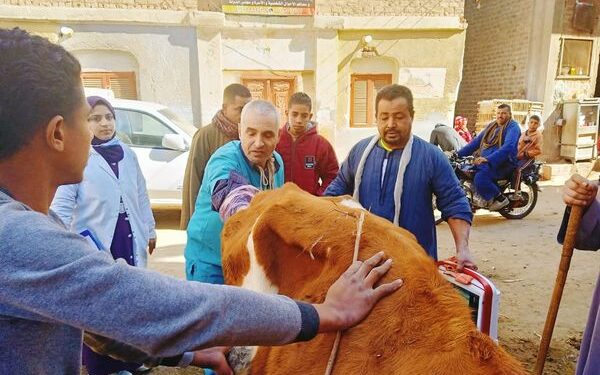 قافلة بيطرية مجانية بقرية بنى زيد الاكراد بأسيوط ضمن حياة كريمة