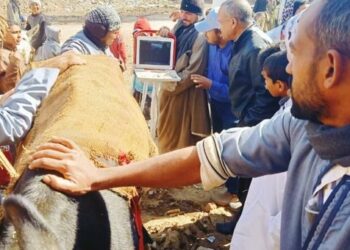 ضمن “حياة كريمة”.. قافلة بيطرية مجانية بقرية بوق بالقوصية في أسيوط