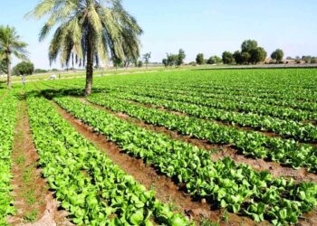 مشروع زراعي