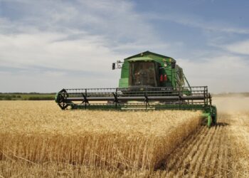 الحكومة تتسلم القمح من توشكى وشرق العوينات لأول مرة