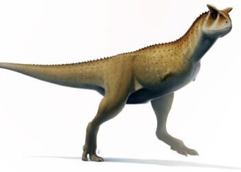 اكتشاف أنواع غريبة من الديناصورات الجديدة في الأرجنتين