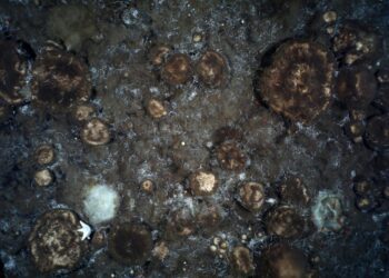 اكتشاف حدائق إسفنجية ضخمة على قمم البراكين المنقرضة تحت الماء في أعماق البحار القطبية الشمالية