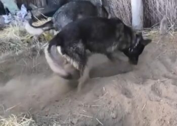 بالفيديو ..  لحظة استخراج الكلاب البوليسية مخدرات قيمتها 38 مليون جنيه في الإسماعيلية