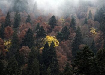 دراسة جديدة: هناك 9200 نوع من الأشجار على الأرض لم يتم اكتشافها