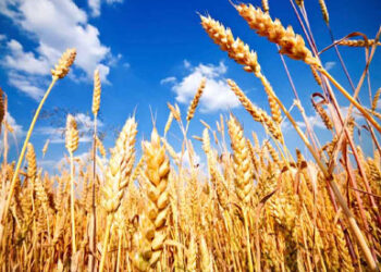 تعرف على إجمالي المساحات المنزرعة من القمح بالوادي الجديد