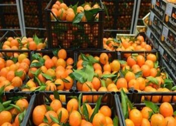 لماذا أوقفت روسيا شحنات البرتقال المصرية؟.. اعرف الإجابة