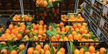 لماذا أوقفت روسيا شحنات البرتقال المصرية؟.. اعرف الإجابة