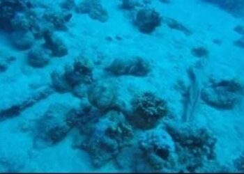 العثور على مئات القطع الغارقة في البحر الأحمر بالسعودية