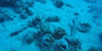 العثور على مئات القطع الغارقة في البحر الأحمر بالسعودية