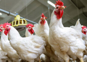 انخفاض أسعار الدواجن اليوم الثلاثاء.. اعرف السبب