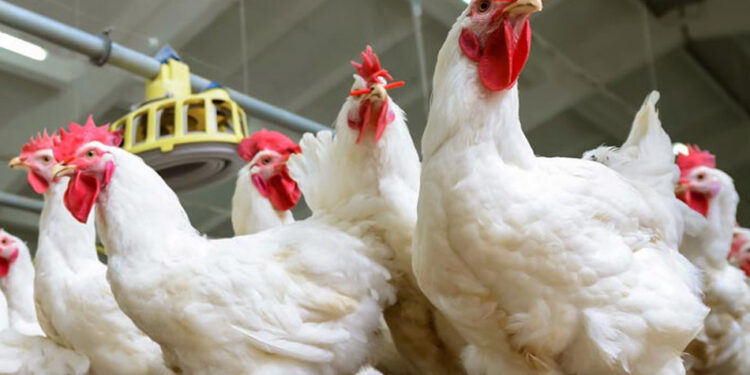 انخفاض أسعار الدواجن اليوم الثلاثاء.. اعرف السبب