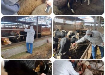 تحصين ١٥٣٤٤ رأس ماشية ضد مرضي الجلدي العقدي وجدري الأغنام بالبحيرة