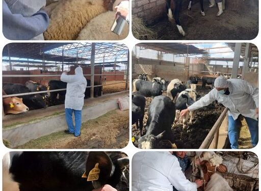 تحصين ١٥٣٤٤ رأس ماشية ضد مرضي الجلدي العقدي وجدري الأغنام بالبحيرة