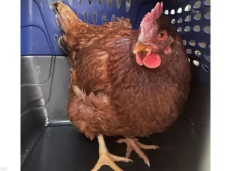 القبض على دجاجة تتجول بالقرب من “البنتاجون”