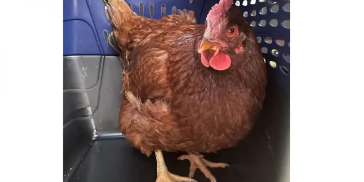 القبض على دجاجة تتجول بالقرب من “البنتاجون”