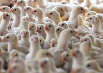 فرنسا تحظر القتل الجماعى لذكور الفراخ