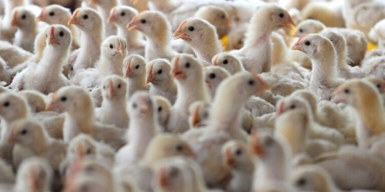 فرنسا تحظر القتل الجماعى لذكور الفراخ