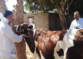تحصين أكثر من 81 ألف رأس ماشية ضد أمراض الجلد العقدى والجدري ببني سويف