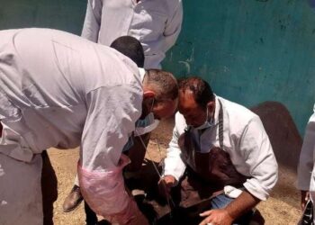 خلال يناير.. المسح التناسلي الشامل لأكثر من 5 آلاف رأس ماشية بالشرقية