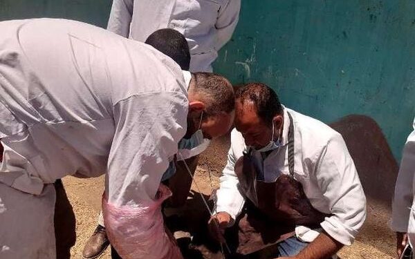 خلال يناير.. المسح التناسلي الشامل لأكثر من 5 آلاف رأس ماشية بالشرقية